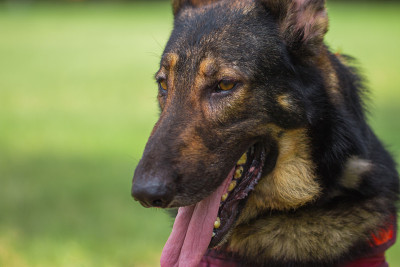 德国牧羊犬