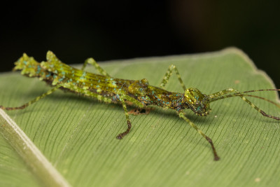 Beautiful Stick Insect on the green leaves isolate