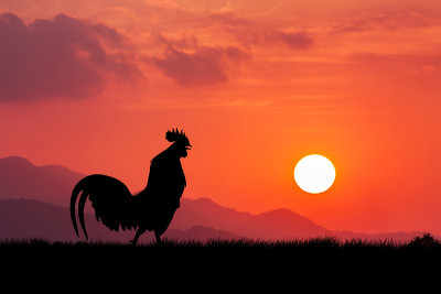公鸡在夕阳下啼叫