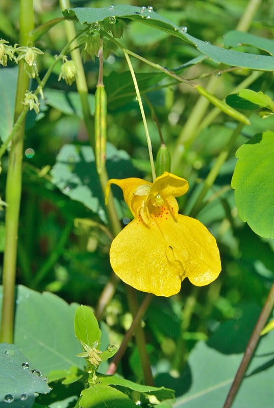 花(凤仙花)6