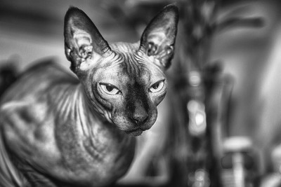Sphynx猫