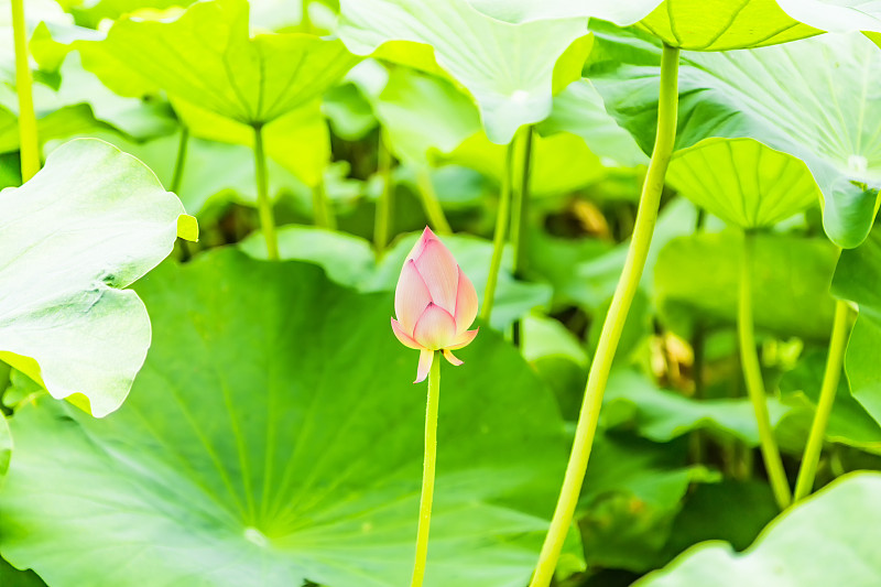 荷花的蓓蕾