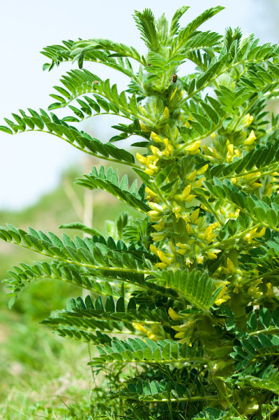 黄芪。鉴别。山羊的刺。vine-like。黄芪sieversianus。