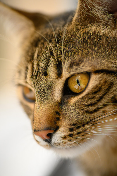 年轻的欧洲短毛猫的头