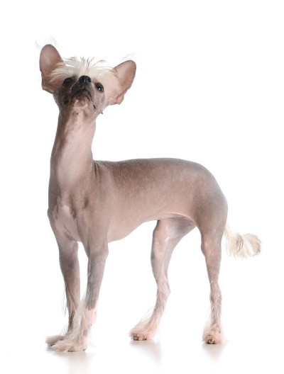 中国冠毛犬小狗