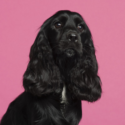 特写的英国可卡犬，粉红色的背景。