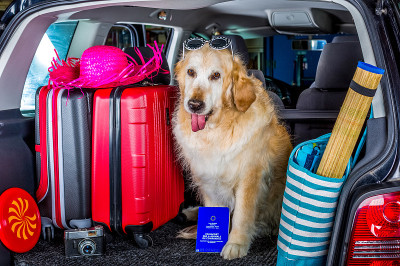 金毛猎犬的旅行