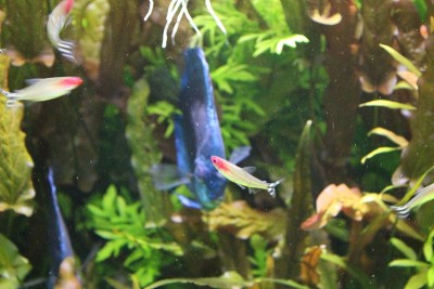 鱼蓝色的铁饼在清澈的水水族馆。