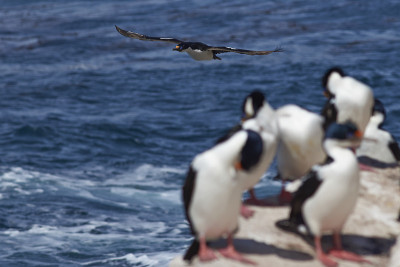 Imperial Shag (Phalacrocorax atriceps albiventer)