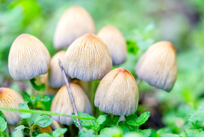 云母Coprinellus micaceus云母coprinusmicaceus，俗称闪墨帽，野生蘑