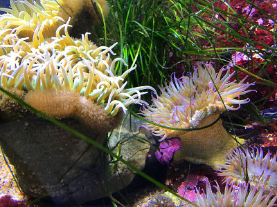 色彩斑斓的海葵