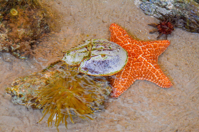 潮池内有马蹄蟹、海星、沙、海葵