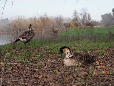 夏威夷鹅(Branta Sandvicensis) Nene鸟在保护夏威夷象征