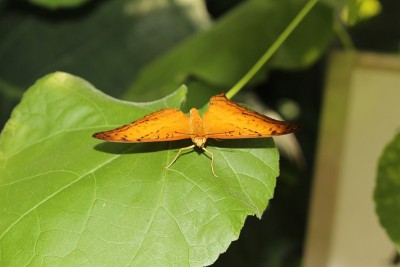 Julia Butterfly - Dryas Iulia