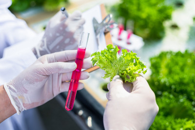 科学家测试溶液，化学检查，在有机水培农场检查新鲜程度。