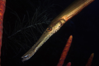 Trumpetfish