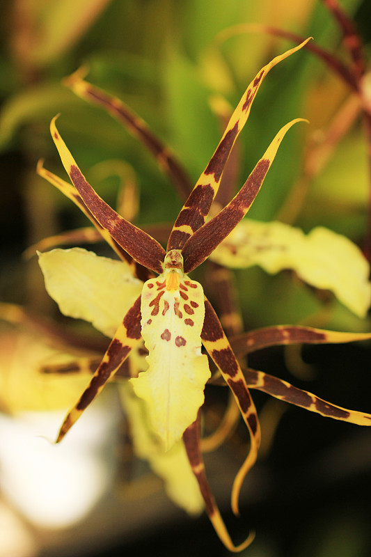 蜘蛛兰。兰花brassia Toskana。兰花属杂交花。盛开的兰花的花的背景。黄色的兰花