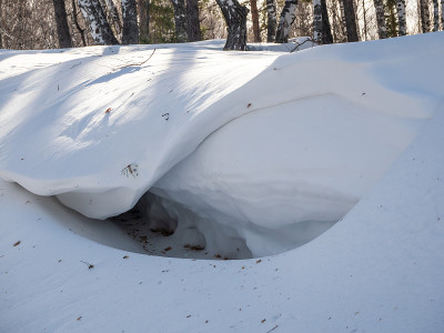 俄罗斯阿尔泰冬季森林中因风引起的雪陡波