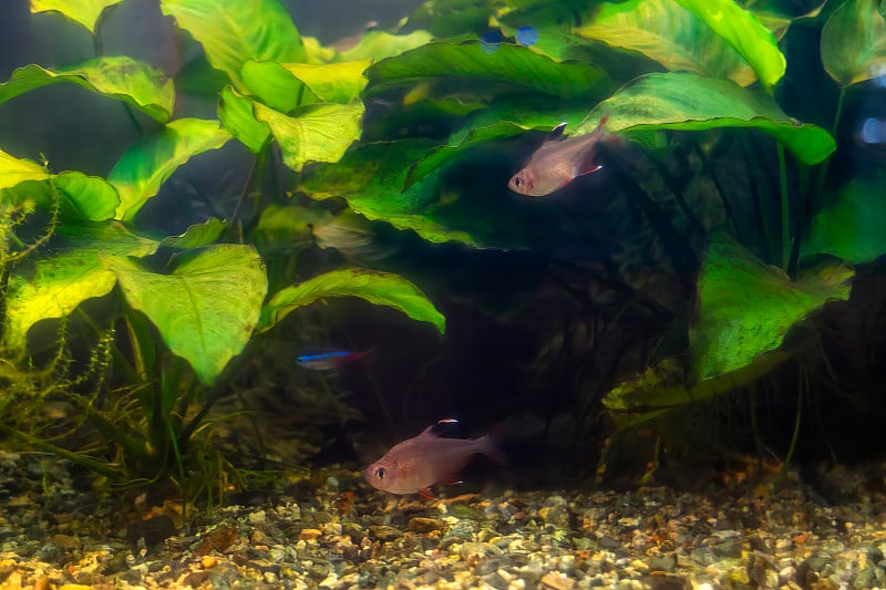 大型水族馆里的热带鱼。代表热带生态环境的天然水族馆。