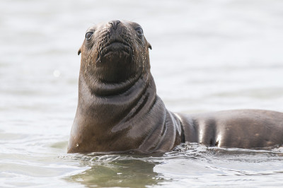 海狮幼崽