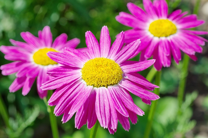 除虫菊在花园里开花