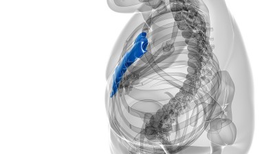 人体骨骼、胸骨解剖学的医学概念