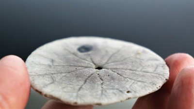 沙美元的底部