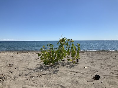 在伊利湖的岸边