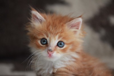 小西伯利亚生姜猫。