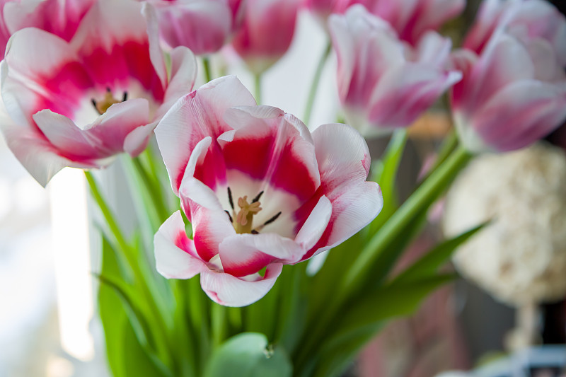 郁金香芽展开