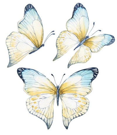 水彩彩色蝴蝶集孤立在白色的背景。水彩画野生动物插图。