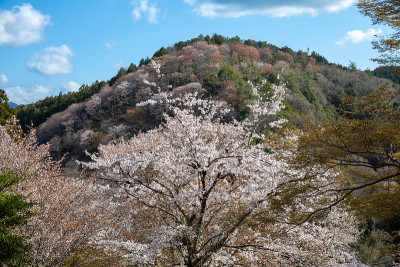 吉野山的樱花