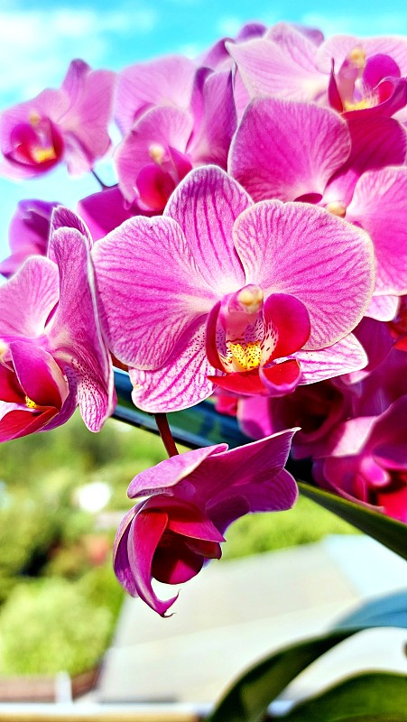 Orchideenzweig
