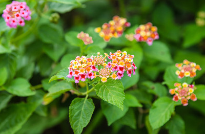 马缨丹五颜六色的花朵
