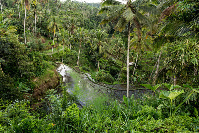 Gunung Kawi的梯田