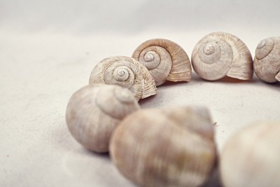 蜗牛的壳