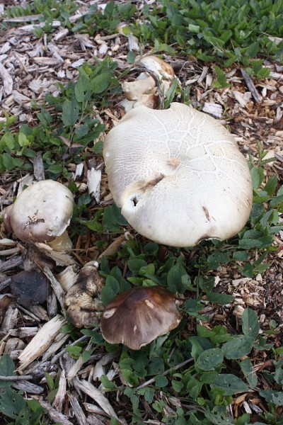食用菌
