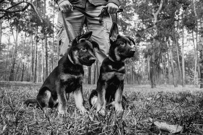 用皮带牵着的牧羊犬幼犬