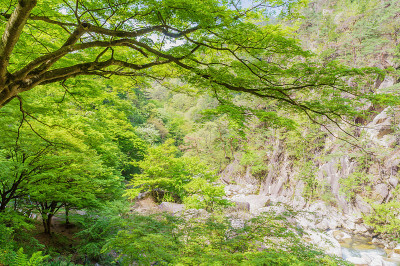 Shosenkyo在春天