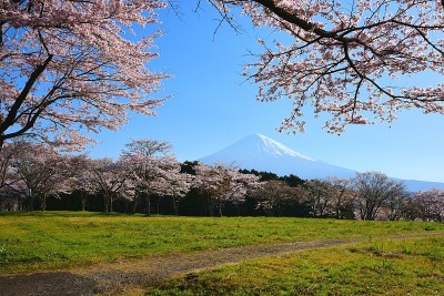 富士山和樱桃树
