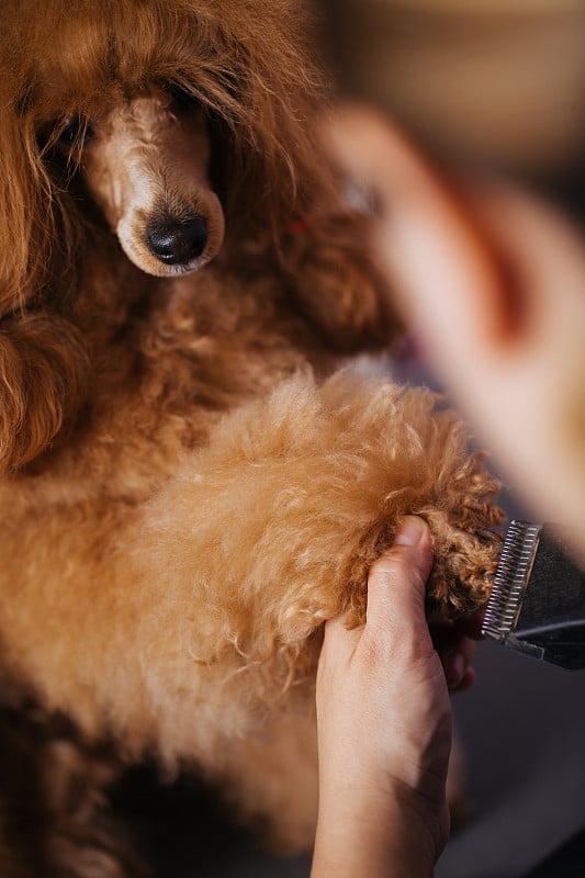 贵宾犬美容治疗