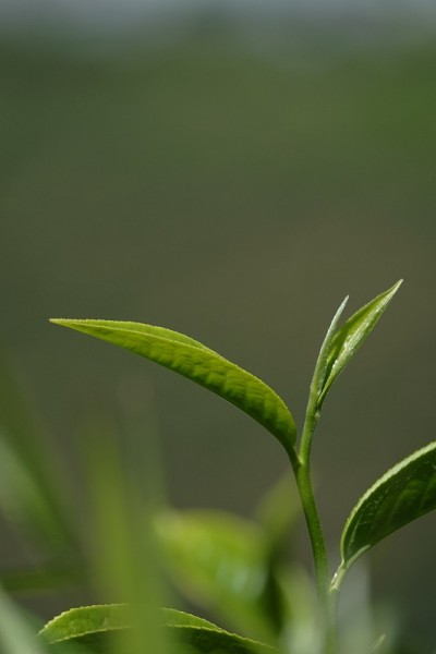 高原的绿茶嫩芽和嫩叶