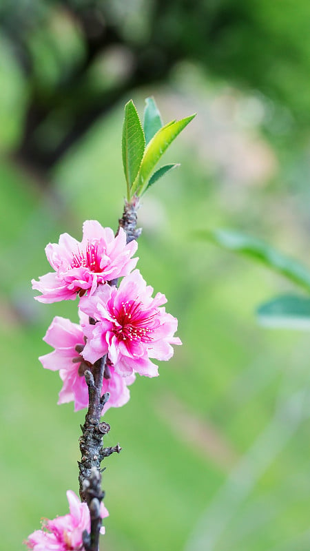 花园里有粉红色的樱花。