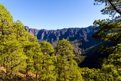 塔布里恩特火山国家公园。加那利亚松树森林的老火山口