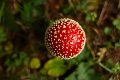 白毒伞菌属蕈类