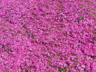 苔藓夹竹桃