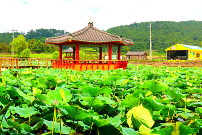 软化花园、池塘、荷花、湖泊、花网、