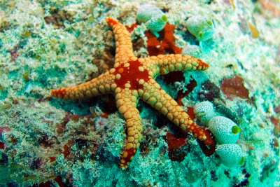 海星。珊瑚礁
