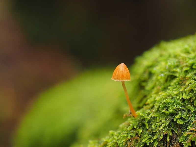 青苔林中的蘑菇。