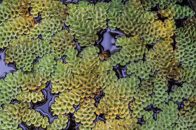 小的绿色植物丹参浮在水面上。